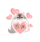 だるまネコLINEスタンプあーちゃん一家（個別スタンプ：3）