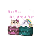 だるまネコLINEスタンプあーちゃん一家（個別スタンプ：15）