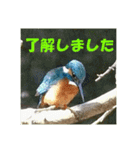 カワセミ 了解スタンプ（個別スタンプ：3）