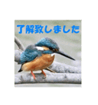 カワセミ 了解スタンプ（個別スタンプ：4）