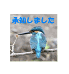 カワセミ 了解スタンプ（個別スタンプ：5）