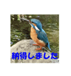 カワセミ 了解スタンプ（個別スタンプ：8）