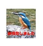 カワセミ 了解スタンプ（個別スタンプ：9）