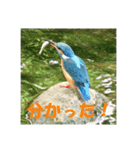 カワセミ 了解スタンプ（個別スタンプ：10）