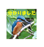 カワセミ 了解スタンプ（個別スタンプ：11）