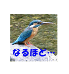 カワセミ 了解スタンプ（個別スタンプ：12）