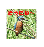 カワセミ 了解スタンプ（個別スタンプ：13）