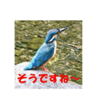 カワセミ 了解スタンプ（個別スタンプ：14）