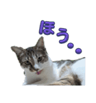 サバ白マニア4（個別スタンプ：10）