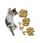 サバ白マニア4（個別スタンプ：12）