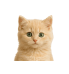 [アレンジ用]子猫の福ちゃん（個別スタンプ：1）