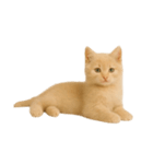 [アレンジ用]子猫の福ちゃん（個別スタンプ：2）