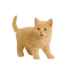 [アレンジ用]子猫の福ちゃん（個別スタンプ：3）