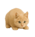 [アレンジ用]子猫の福ちゃん（個別スタンプ：6）