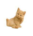 [アレンジ用]子猫の福ちゃん（個別スタンプ：7）