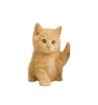 [アレンジ用]子猫の福ちゃん（個別スタンプ：8）