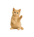 [アレンジ用]子猫の福ちゃん（個別スタンプ：9）