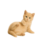 [アレンジ用]子猫の福ちゃん（個別スタンプ：12）