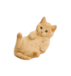 [アレンジ用]子猫の福ちゃん（個別スタンプ：13）