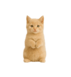 [アレンジ用]子猫の福ちゃん（個別スタンプ：14）