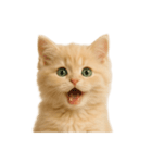 [アレンジ用]子猫の福ちゃん（個別スタンプ：16）