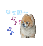 うちの子いちばん♪（個別スタンプ：11）
