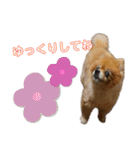 うちの子いちばん♪（個別スタンプ：13）