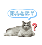 うちの子いちばん♪（個別スタンプ：15）
