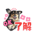 愛犬lucky君（個別スタンプ：1）