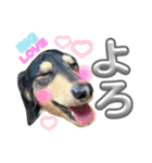 愛犬lucky君（個別スタンプ：3）