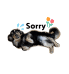 愛犬lucky君（個別スタンプ：4）