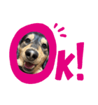 愛犬lucky君（個別スタンプ：5）