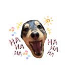 愛犬lucky君（個別スタンプ：7）