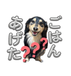 愛犬lucky君（個別スタンプ：9）