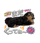 愛犬lucky君（個別スタンプ：11）
