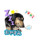 愛犬lucky君（個別スタンプ：13）