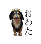 愛犬lucky君（個別スタンプ：14）
