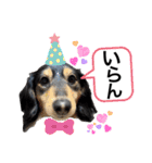 愛犬lucky君（個別スタンプ：15）