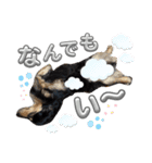 愛犬lucky君（個別スタンプ：16）