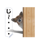 我が家の愛犬ココのスタンプ！（個別スタンプ：1）