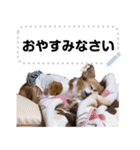 我が家の愛犬ココのスタンプ！（個別スタンプ：2）