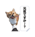 我が家の愛犬ココのスタンプ！（個別スタンプ：8）