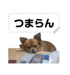 我が家の愛犬ココのスタンプ！（個別スタンプ：11）