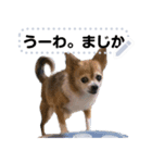 我が家の愛犬ココのスタンプ！（個別スタンプ：12）