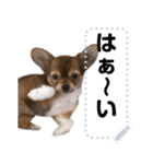 我が家の愛犬ココのスタンプ！（個別スタンプ：13）