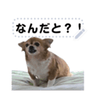 我が家の愛犬ココのスタンプ！（個別スタンプ：14）
