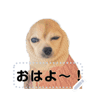 我が家の愛犬ココのスタンプ！（個別スタンプ：15）