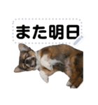 我が家の愛犬ココのスタンプ！（個別スタンプ：16）