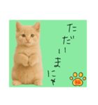 ネコの福のお言葉（みどり）（個別スタンプ：1）