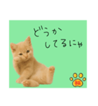 ネコの福のお言葉（みどり）（個別スタンプ：2）
